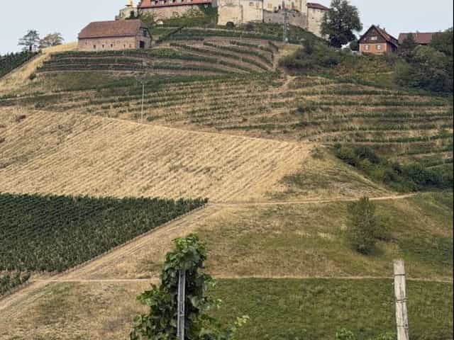 Burg und Rebterrassen an der elsässischen Weinstraße